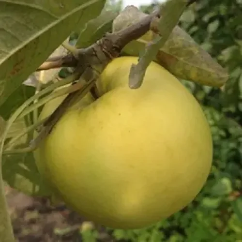 Seedlings of the Apple tree of the Children's variety