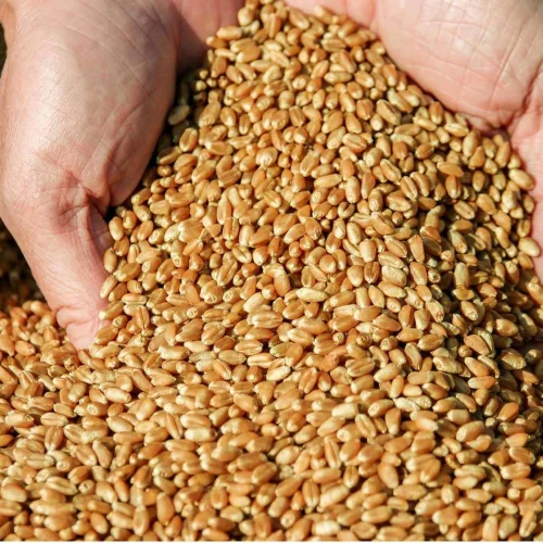 Barley (grains)