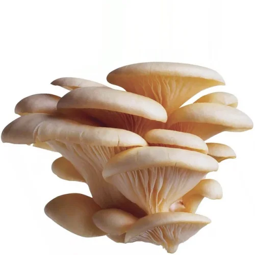 Mushroom Oyshemka (weight)