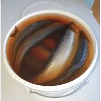 Trout hot and cold smoked