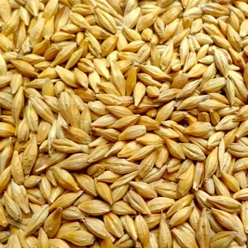 Grain barley