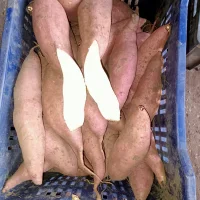 Sweet potato (sweet potato) white