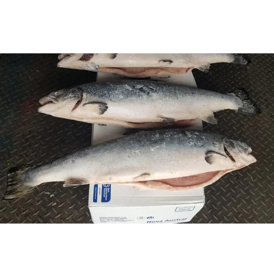 Salmon 7-8 pieces / kg