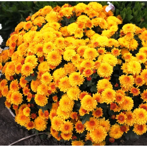 Chrysanthemum in assortment