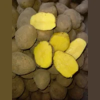 Potatoes wholesale, Gala 45+, from the manufacturer 27p./kg.