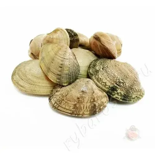 Seashells Wongol
