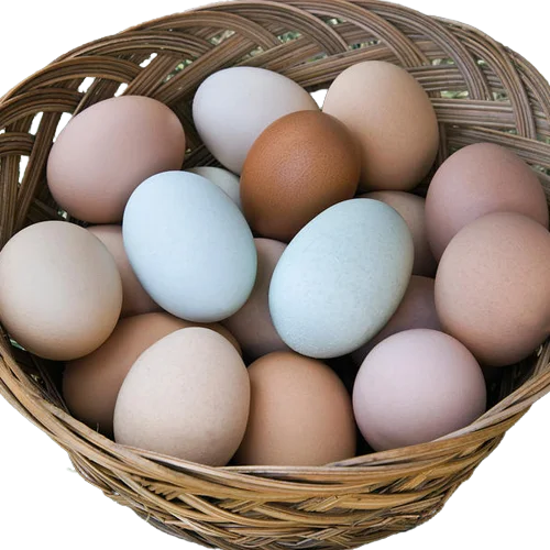 Egg incubation Ross-308 Hungary