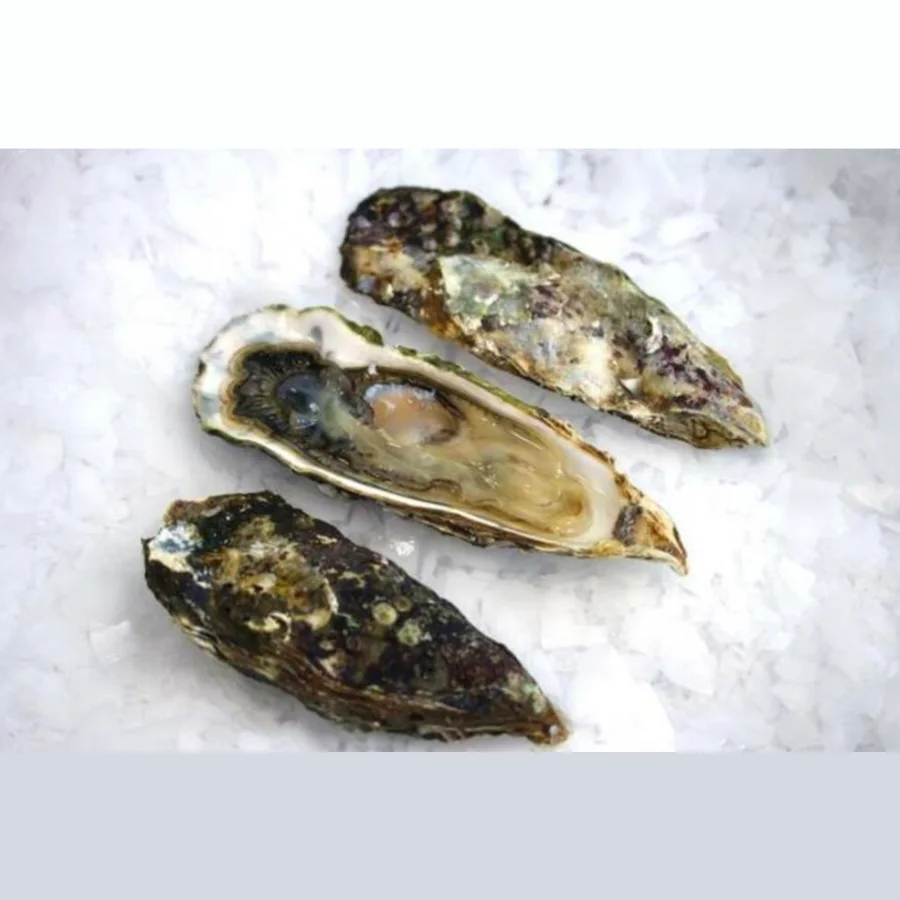 Live Imperial Oysters wholesale