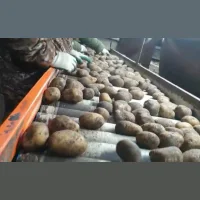 Potatoes wholesale, Queen Anna 5+ Price 36p.