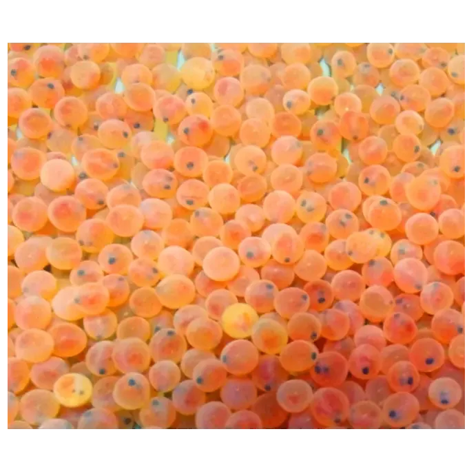 Fertilized caviar of the rainbow trout breed «Golden» Buy for 0
