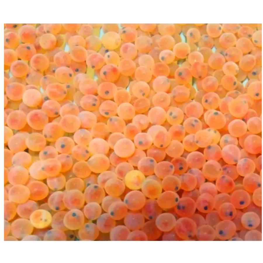 Fertilized caviar of the rainbow trout breed «Golden»