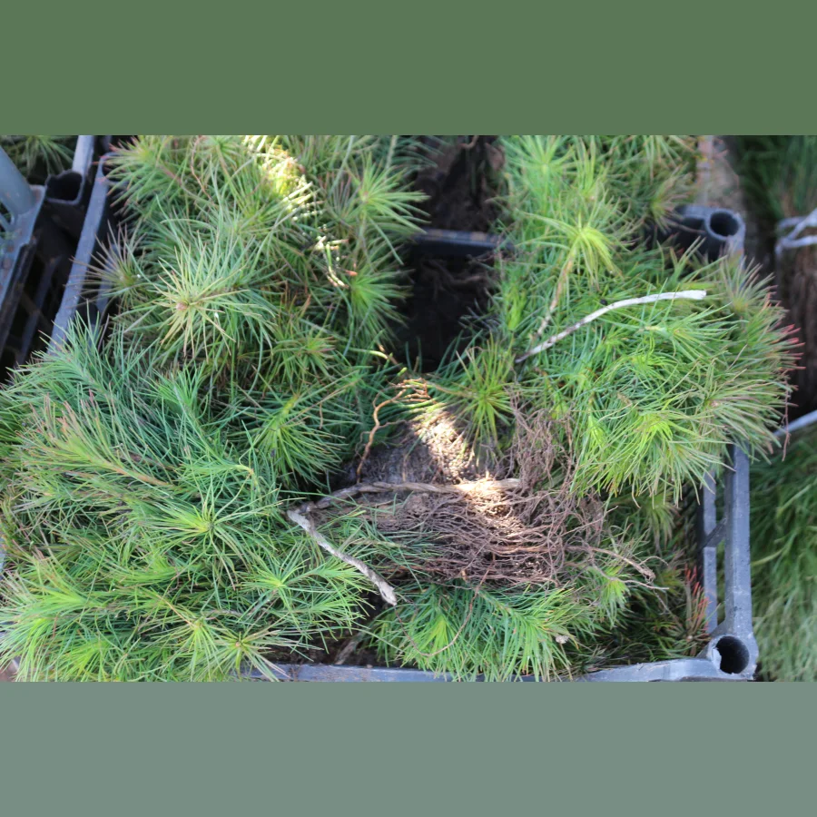 Seedlings of scots pine OKS