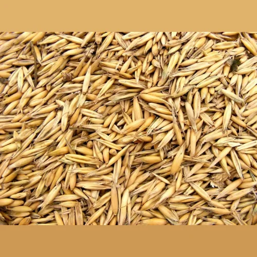 Barley Yaromir