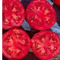 Tomatoes (Tomatoes) wholesale from the field