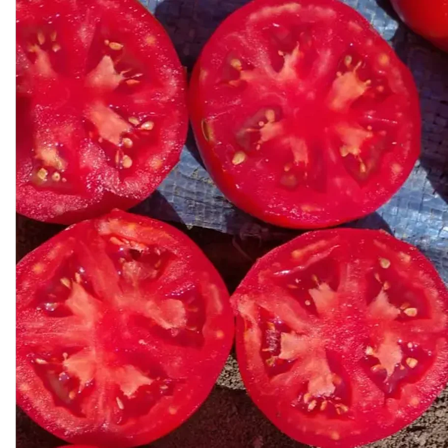 Tomatoes (Tomatoes) wholesale from the field
