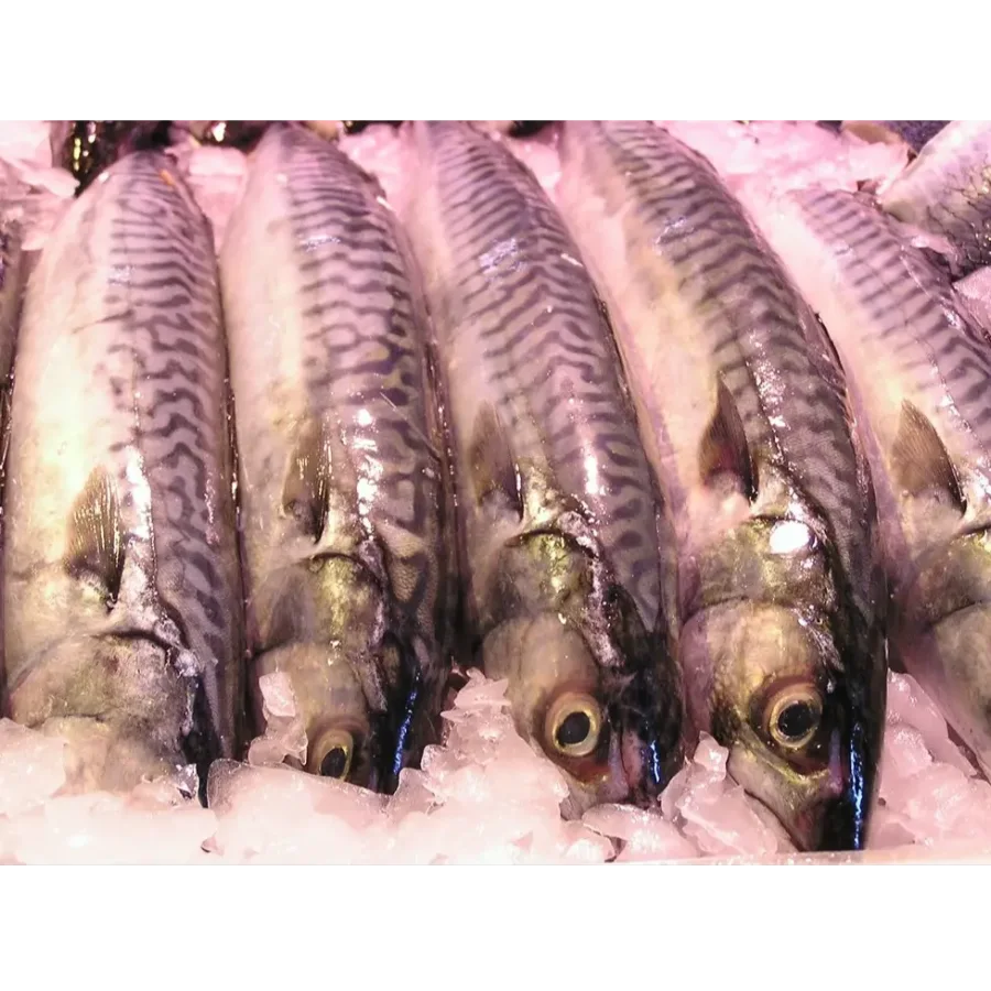 Atlantic mackerel Natural