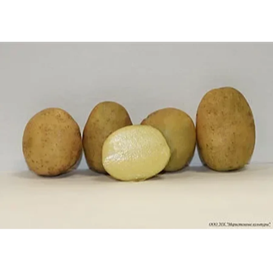 Семенной картофель сорт Импала Супер Элита фракция 28-39