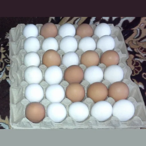 Chicken incubation egg