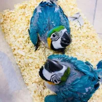 свежие яйца попугаев и самки попугайчиков на продажу 