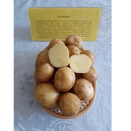 Seed potatoes Valentine grade super elite fraction 28-35