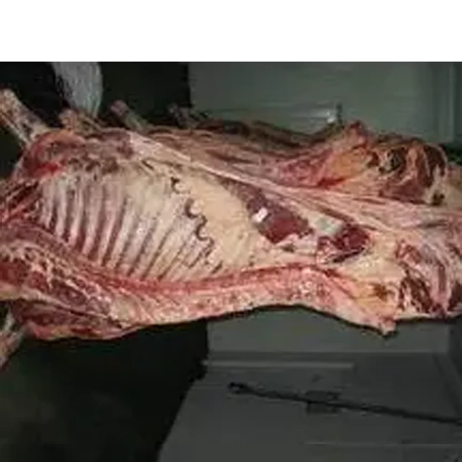 Cow on bone chilled in quarters