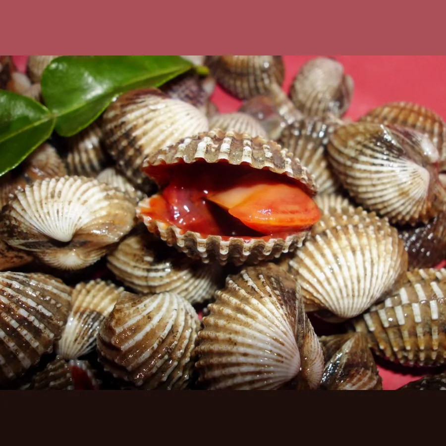Live shells-Anadara mollusks