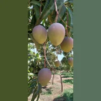 Mango fresh Kenya large wholesale (shipment from Kenya)