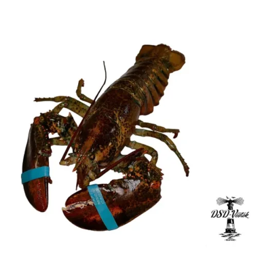 Lobster (Lobster) freshly frozen 500+