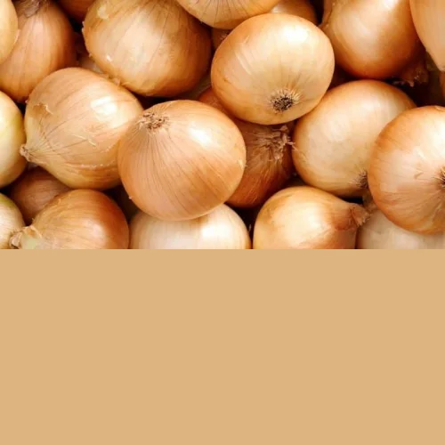 Onion for an intake of greenery Craratsky grade