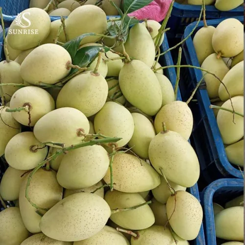 Fresh Mango from Vietnam
