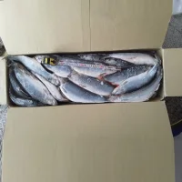 Olyutorskaya herring 2L 400+