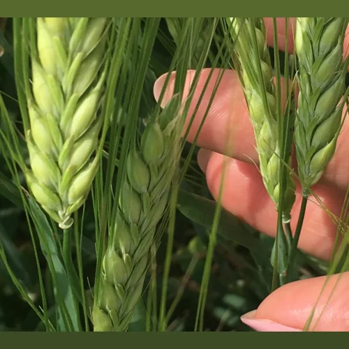 Spring barley seeds to buy Gris Leon Odessa 22 Prairie Warrior Fedos Format Eney UA