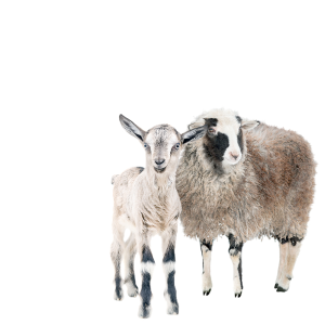 Goats, sheep, rams