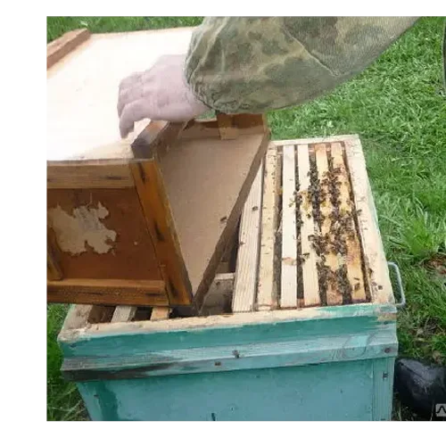 Пчелопакет местная порода
