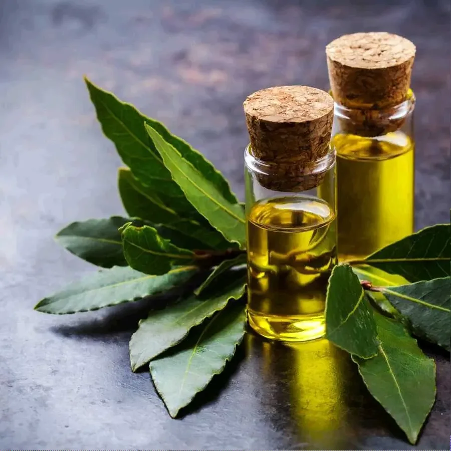 Premium massage oil with laurel essential oil