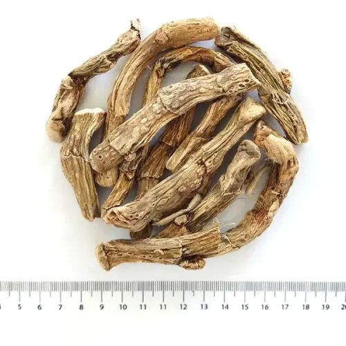Calamus rhizomes