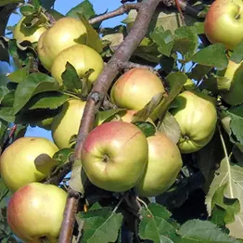 Seedlings of the Bratchud Apple tree