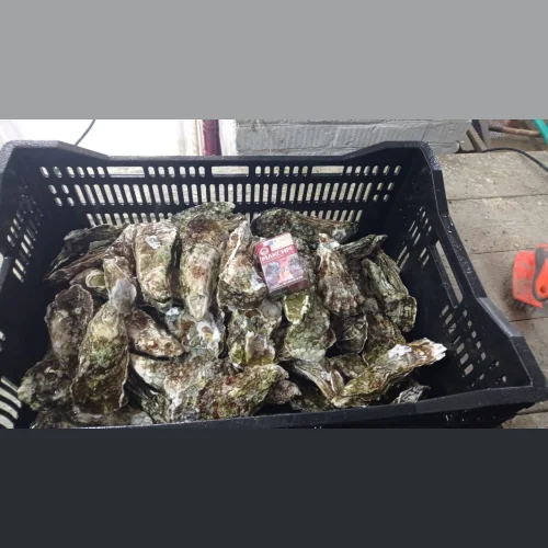Oysters 60-300+