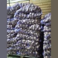 Potatoes wholesale, Gala 5+, networked from the manufacturer 39r./kg.