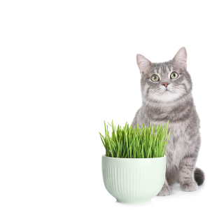 Vitamins, supplements for cats