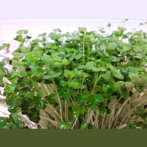 Micro-green rapeseed 750 gr