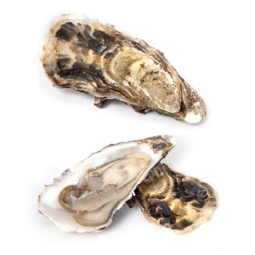 Fin de Claire oyster (size 70-90 g)