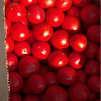Помидоры (томаты ) оптом с поля