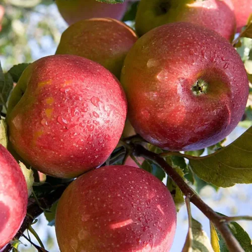 Crimean apples from the manufacturer