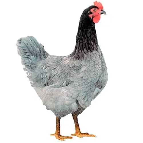 Incubation Egg Chicken Dominant D107 Blue
