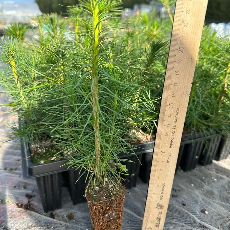 Seedlings of scots pine with a closed root system