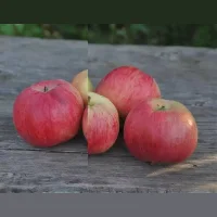 Apples wholesale