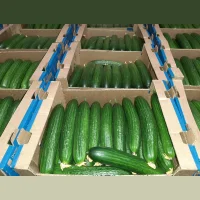 Greenhouse Cucumber Smooth Meva, Demarrage Wholesale