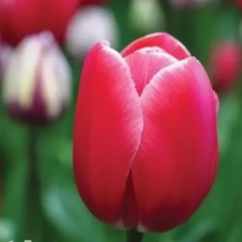 Tulip kungfu
