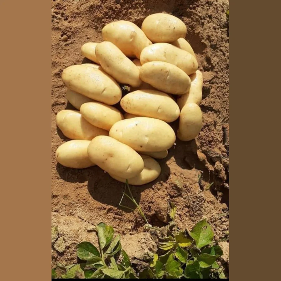 Potatoes Egypt